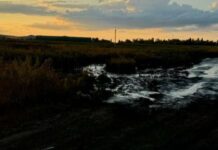 Тонны отходов прямо в грунт: землю на Харьковщине годами заливали навозом