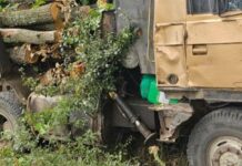 В Харьковской области в кол-зоне выпиливают вековые дубы, — ФОТО
