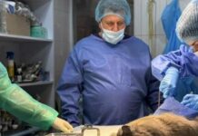 Несколько дней без еды и воды: в Харькове спасли попавшую в капкан кошку