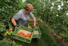 Турция держит 63% импорта томатов: что мешает Украине выращивать помидоры зимой