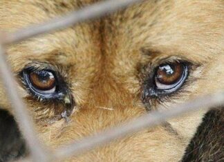 Била собаку в присутствии ребенка: в Харькове полиция расследует случаи жестокого обращения с животными