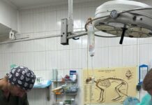 После удара по Харькову полицейские спасли раненую собаку: его хозяйка погибла