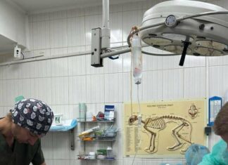 Не удалось спасти: в Харькове скончался пес, которого полицейские вынесли из-под завалов после обстрела
