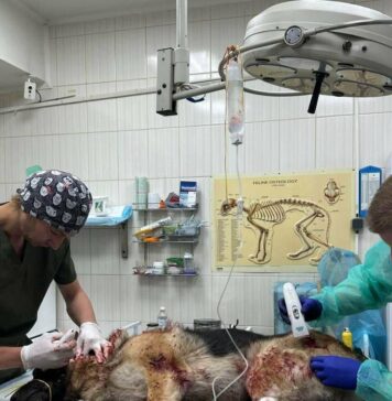 Не удалось спасти: в Харькове скончался пес, которого полицейские вынесли из-под завалов после обстрела