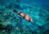Туристов предупреждают об опасности: ядовитая рыба с острыми зубами заполонила курорты Средиземноморья