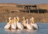 На Каховском водохранилище заметили стаю пеликанов: они вернулись, несмотря на войну (видео)