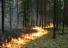 Ни огня, ни прогулок в лесах: на Харьковщине объявили самый высокий уровень пожарной опасности