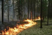 Ни огня, ни прогулок в лесах: на Харьковщине объявили самый высокий уровень пожарной опасности
