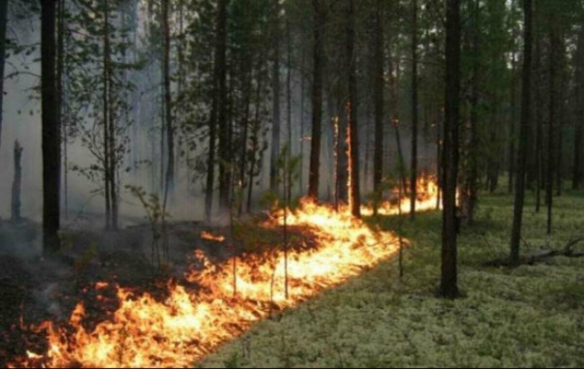 Ни огня, ни прогулок в лесах: на Харьковщине объявили самый высокий уровень пожарной опасности
