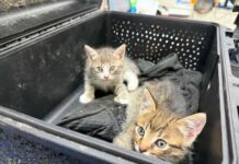 Переноска из бокса для дрона: бойцы «Ахиллеса» спасли кошку с котятами из горящего блиндажа, — ФОТО