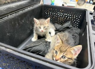 Переноска из бокса для дрона: бойцы «Ахиллеса» спасли кошку с котятами из горящего блиндажа, — ФОТО
