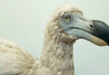 Развенчан один из самых больших мифов в истории: вымерший додо вовсе не был глуп (фото)