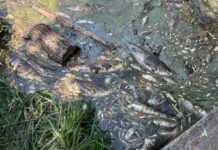 Вода из водоемов Борщаговки: что показали первые анализы после гибели трех тонн рыбы