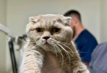 Трое суток под завалами: в Харькове спасли кошку, чудом выжившую после ракетного удара