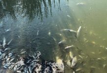 В Харьковской области в реке обнаружили более 1400 погибших рыб: полиция расследует загрязнение водоема