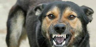На Харьковщине снова зафиксировано бешенство: объявлены графики бесплатной прививки животных