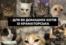 В Харькове ищут приют для 80 эвакуированных котиков из Краматорска