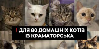 В Харькове ищут приют для 80 эвакуированных котиков из Краматорска