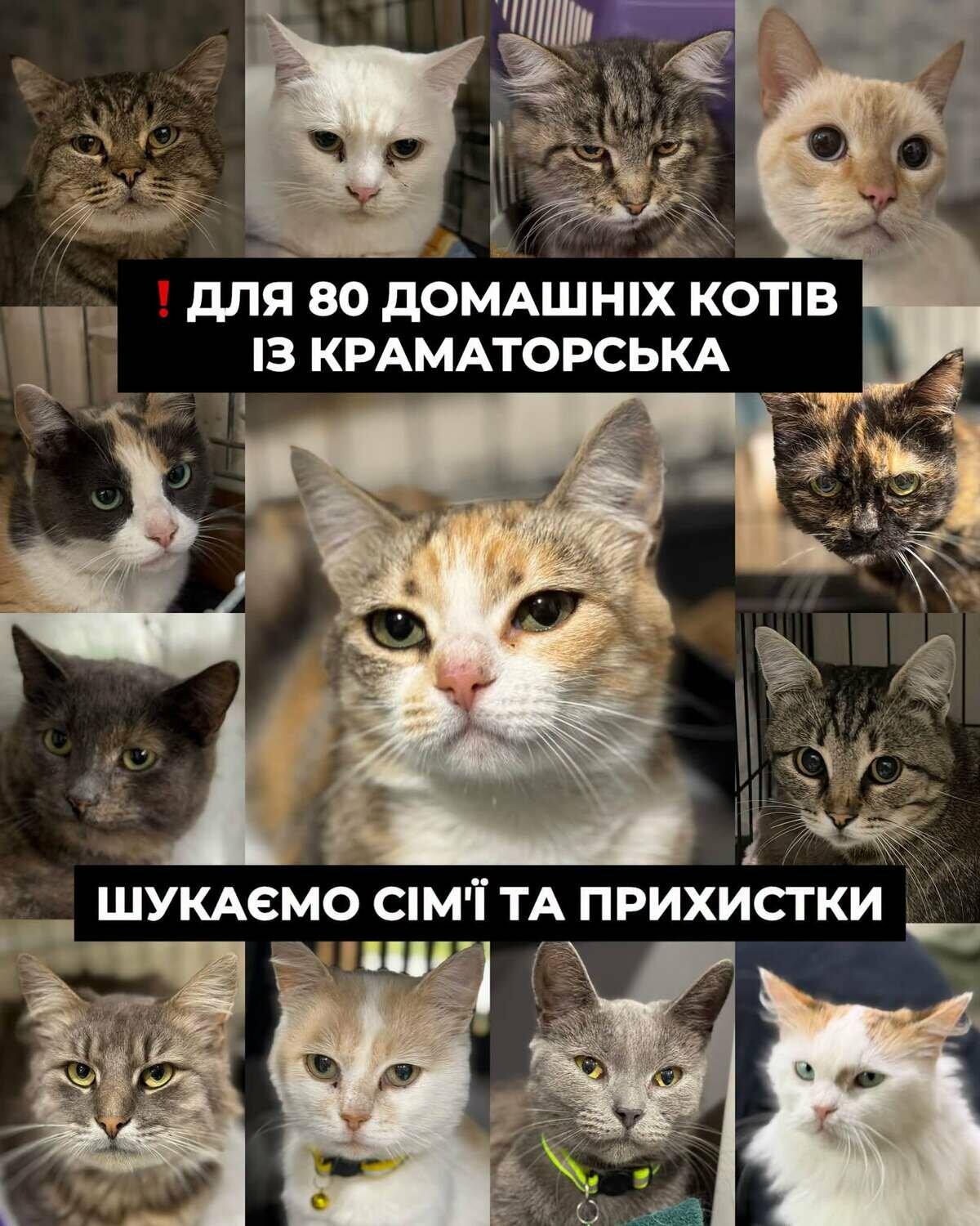 В Харькове ищут приют для 80 эвакуированных котиков из Краматорска