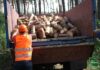 «Разбирают вдвое быстрее»: в Харьковской области ажиотаж вокруг дров перед зимой