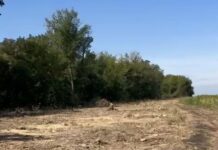 Дубы и сотни других деревьев под топор: в Харьковской области разоблачили масштабную незаконную вырубку целой лесополосы