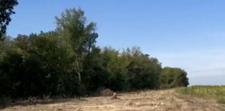 Дубы и сотни других деревьев под топор: в Харьковской области разоблачили масштабную незаконную вырубку целой лесополосы