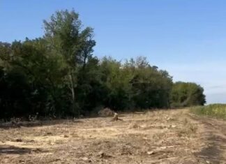 Дубы и сотни других деревьев под топор: в Харьковской области разоблачили масштабную незаконную вырубку целой лесополосы