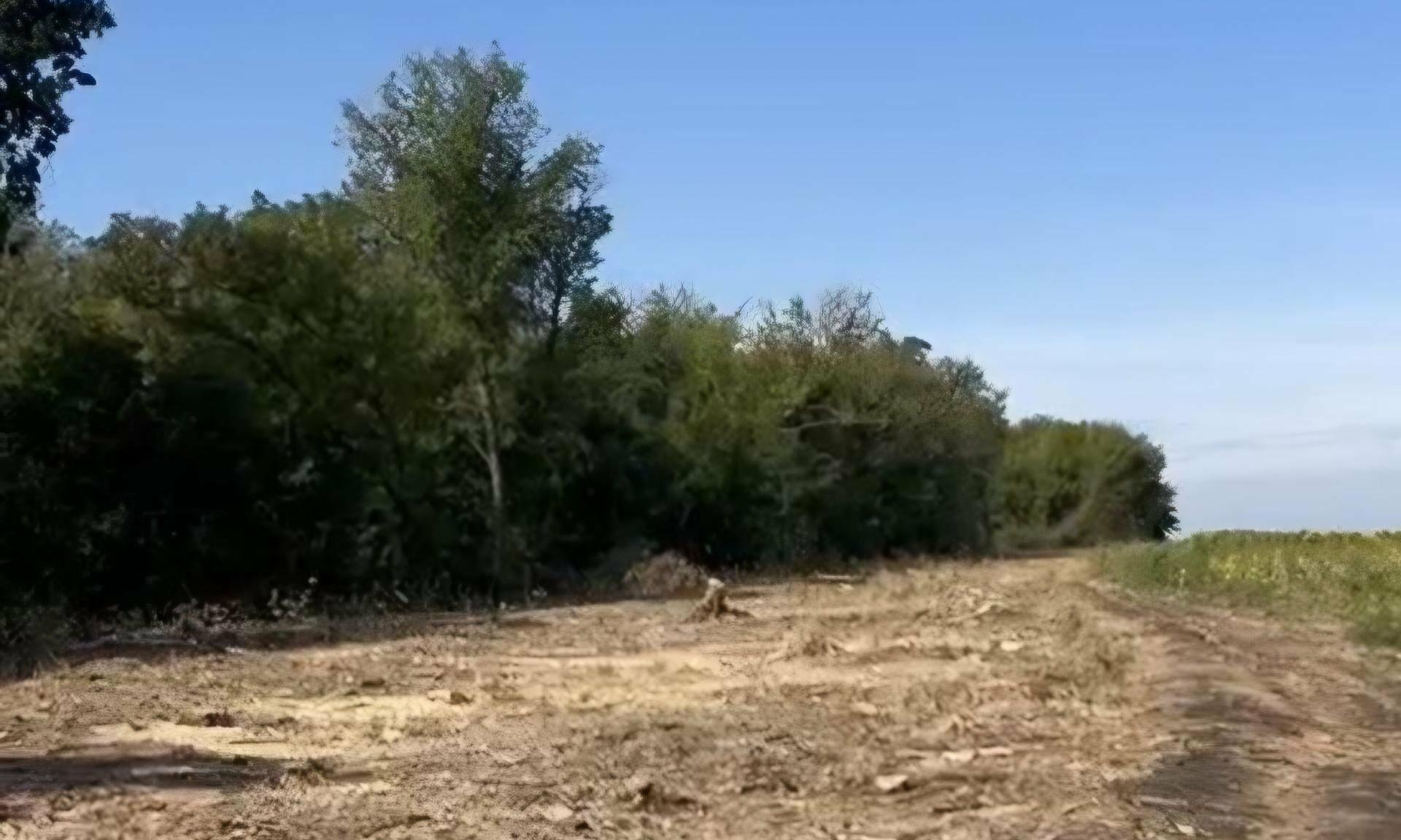 Дубы и сотни других деревьев под топор: в Харьковской области разоблачили масштабную незаконную вырубку целой лесополосы