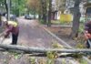 Сильный ветер натворил беды в Харькове: более 160 деревьев упали, десятки тысяч людей без света