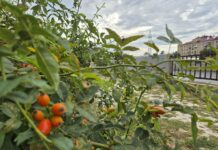 Погода в Украине и Харькове на неделю: после прохладного старта вернется тепло
