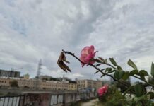 Прогноз погоды в Харькове на 9 сентября: теплый осенний день.