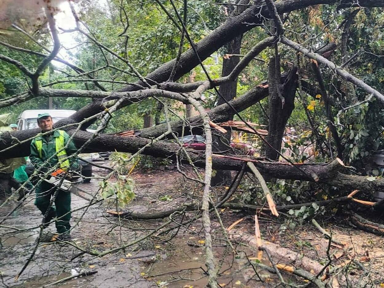 В Харькове ураган сломал деревья