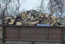 В Харьковской области «черные лесорубы» уничтожили деревьев на полмиллиона гривен