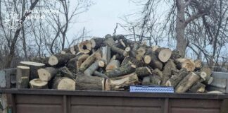 В Харьковской области «черные лесорубы» уничтожили деревьев на полмиллиона гривен