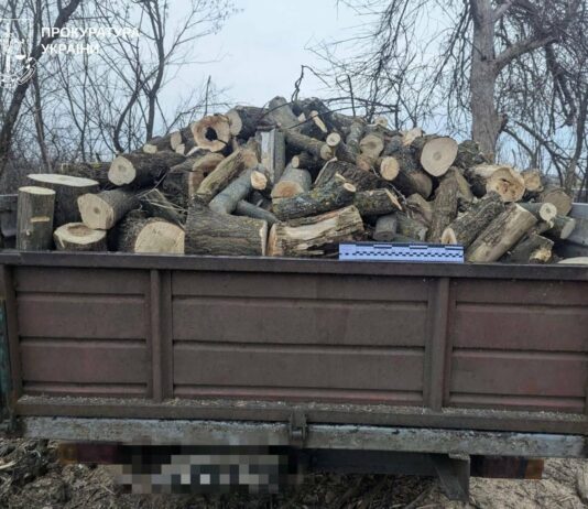 В Харьковской области «черные лесорубы» уничтожили деревьев на полмиллиона гривен