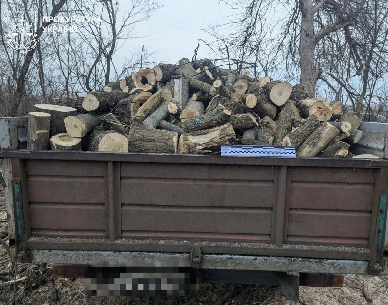 В Харьковской области «черные лесорубы» уничтожили деревьев на полмиллиона гривен
