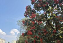 Дожди, похолодание и атмосферные фронты: погода в Харькове на следующей неделе