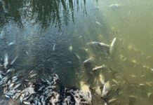 Массированный мор рыбы в Харьковской области: выяснилось, что вылили в реку