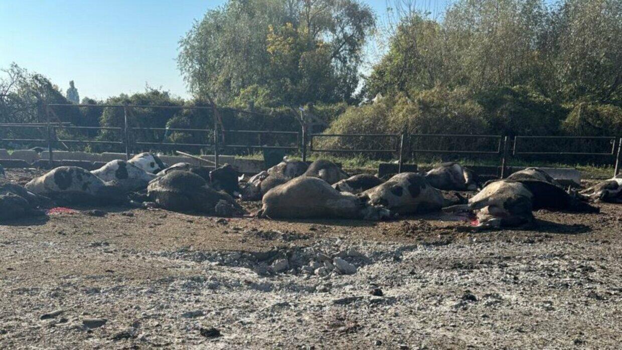 Утром рашисты убили 30 коров в Харьковской области и разбили кладбище в пригороде, — ФОТО