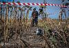 Опасные подсолнухи: на одном поле на Харьковщине взорвался аграрий, а на другом найдена куча «гербер», — ФОТО
