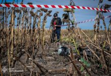 Опасные подсолнухи: на одном поле на Харьковщине взорвался аграрий, а на другом найдена куча «гербер», — ФОТО