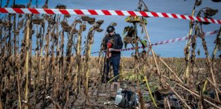Опасные подсолнухи: на одном поле на Харьковщине взорвался аграрий, а на другом найдена куча «гербер», — ФОТО