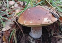 Грибной сезон на Харьковщине: куда ехать за грибами, какие направления выбрать и о чем следует помнить