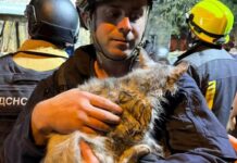 Не только люди пострадали от обстрела: в Харькове спасают кошку с инсультом и собаку после сильного стресса