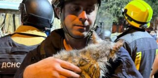 Не только люди пострадали от обстрела: в Харькове спасают кошку с инсультом и собаку после сильного стресса
