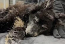 Изможденный, с травмой головы и больным сердцем: в Харькове спасают собаку, которую нашли изуродованной на трассе