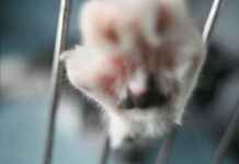 В Харькове нашли мертвого кота с ранениями: полиция расследует жестокое обращение с животным