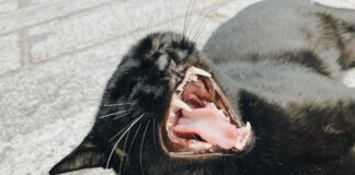 На Харьковщине два кота погибли после странного поведения: у одного подтвердили бешенство